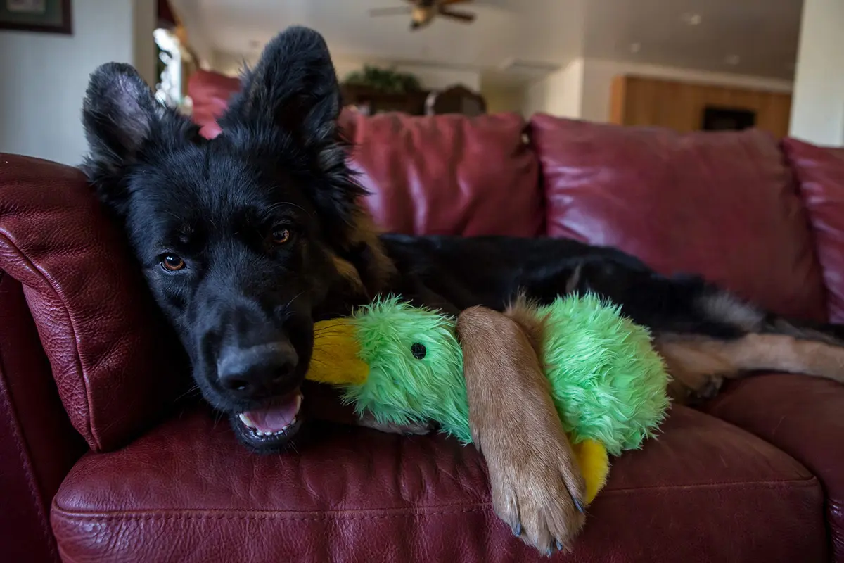Multipet Duckworth Plush Dog Toy 15 inch | Assorted Colors, Soft & Squeaky (70-120 chars) - view 3