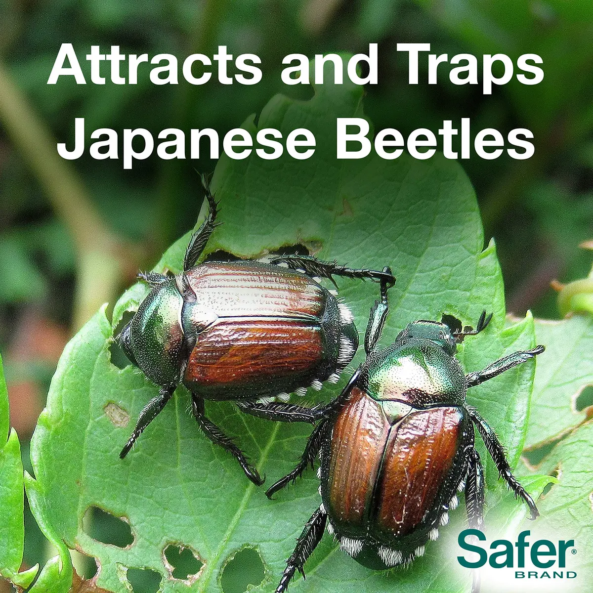 Safer Brand Japanese Beetle Trap with Attractant - 70102 | Outdoor Pest Control Device for Japanese Beetles - view 3