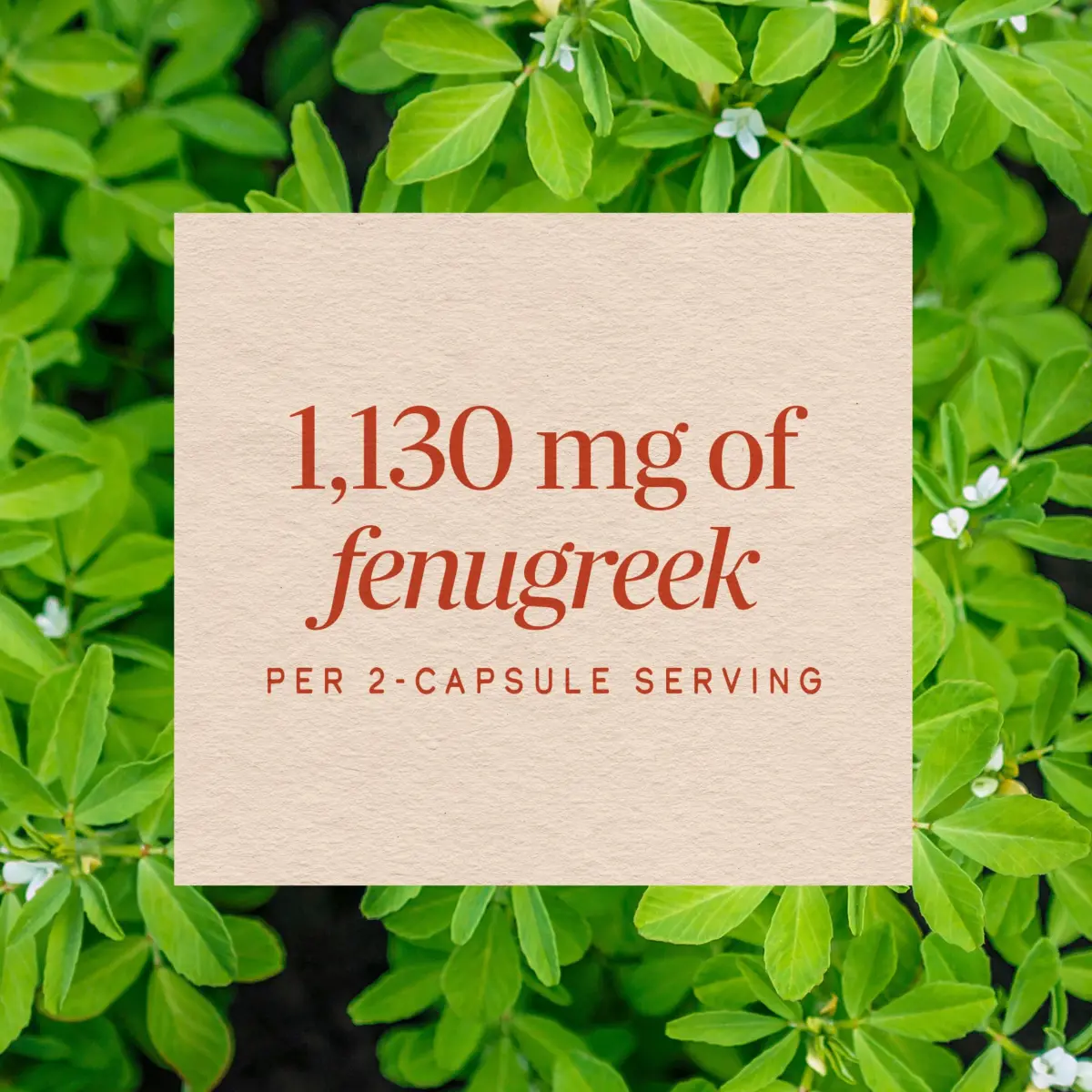 Nature's Way Fenugreek Seed Capsules 100 Count | Traditional Lactation Support - view 4