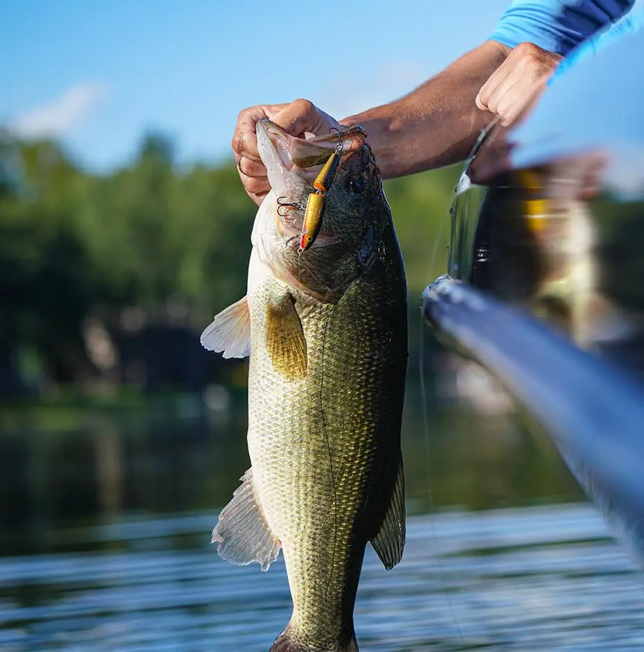 Rapala Jointed 13 Fishing Lure 5.25-Inch | Brown Trout, Topwater Action, Suspends & Long Cast - view 8