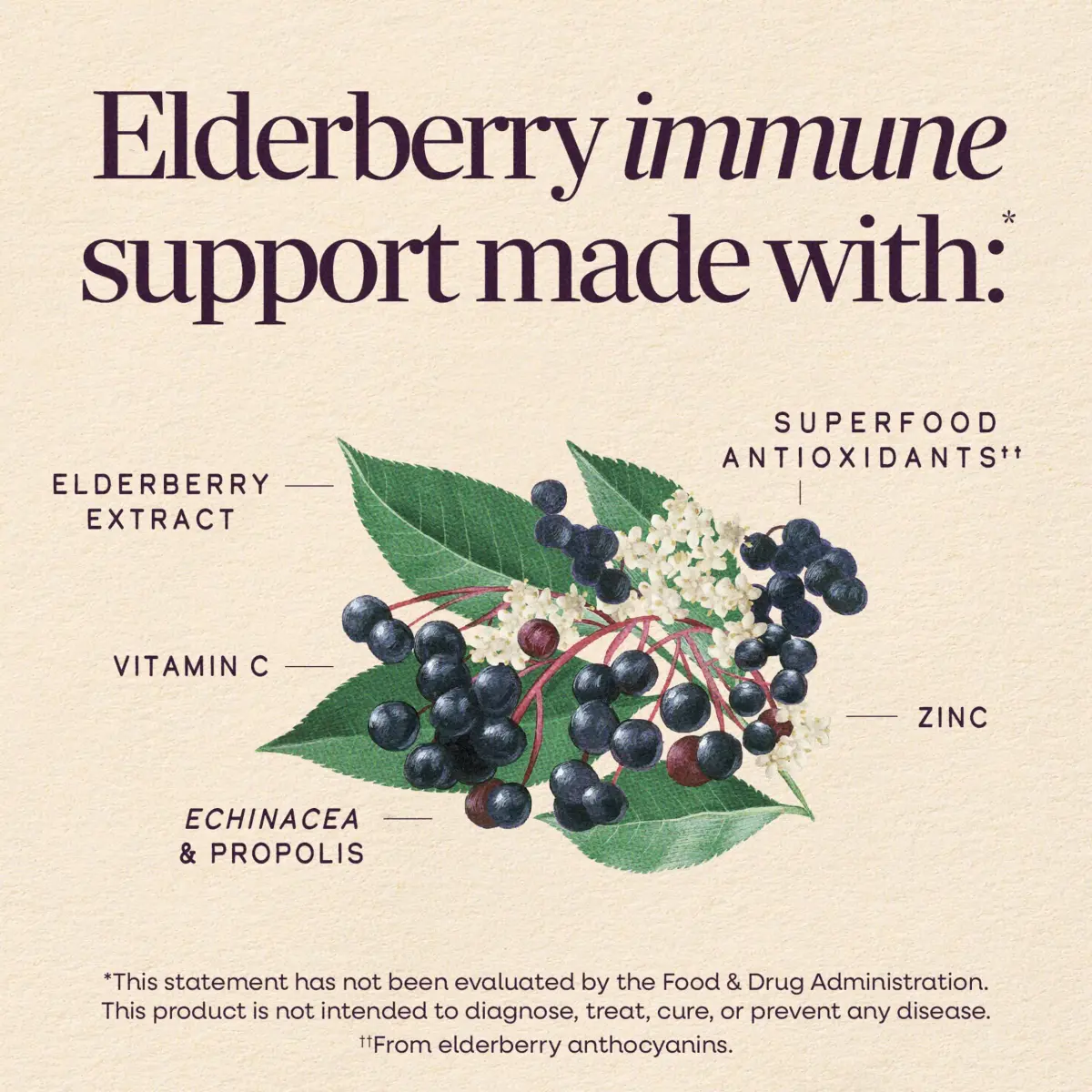 Nature's Way Sambucus Immune Elderberry Syrup with Vitamin C & Zinc 240ml (8 Fl Oz) | Immune Support with Superfood Antioxidants - view 3
