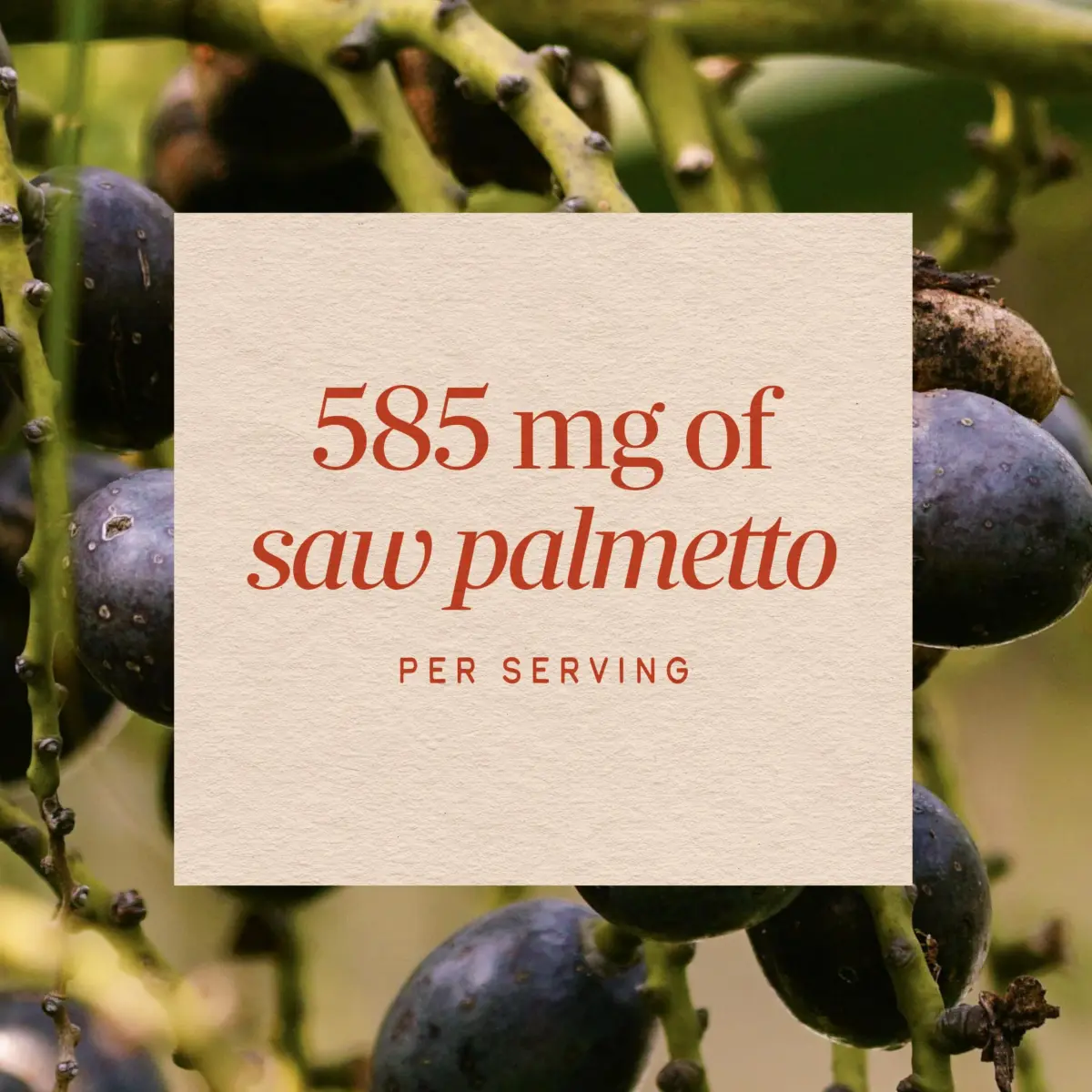 Nature's Way Saw Palmetto Berries Prostate Support 180 Count | Traditional Herbal Supplement for Men - view 4