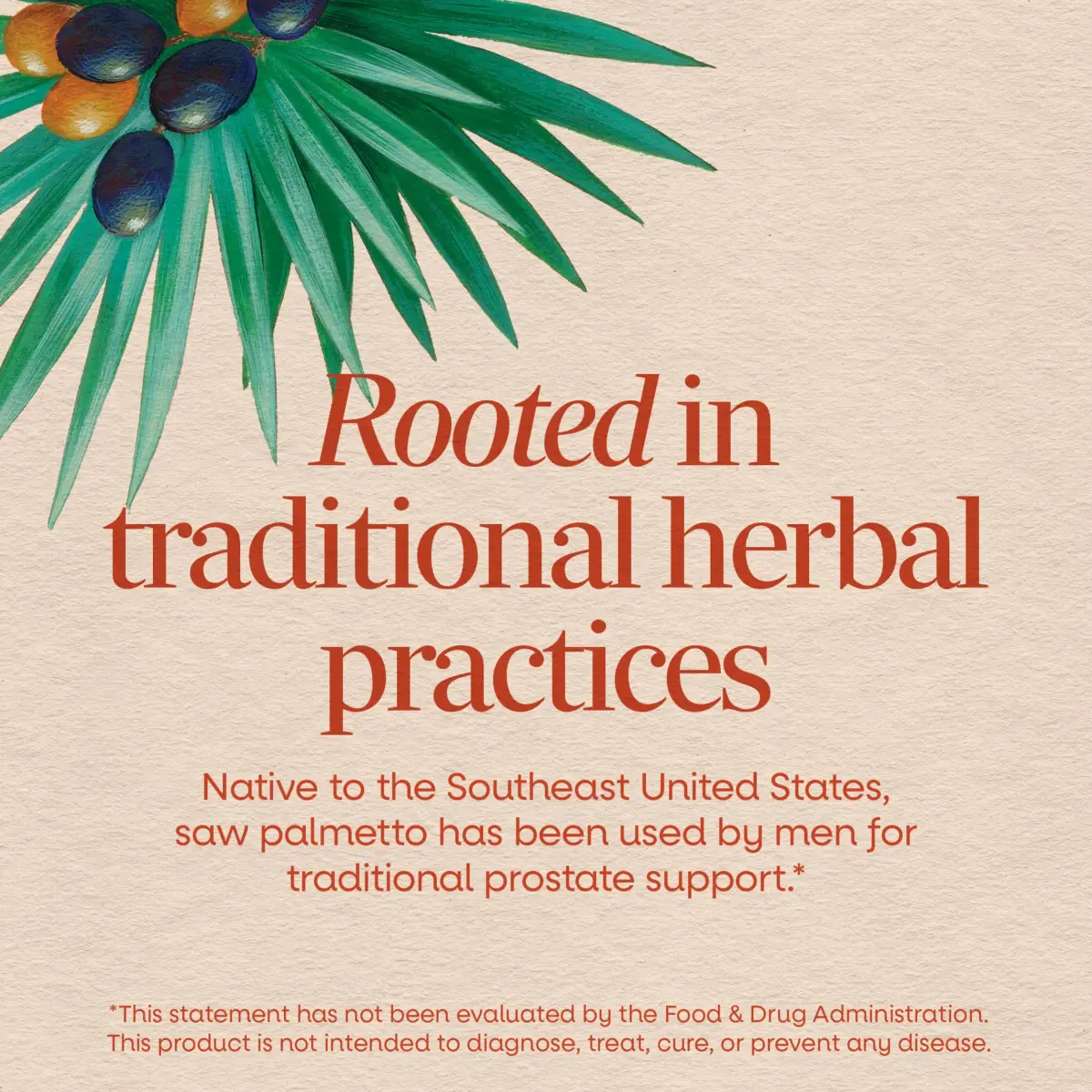 Nature's Way Saw Palmetto Berries Herbal Supplement 100 Count | Traditional Prostate Support - view 3