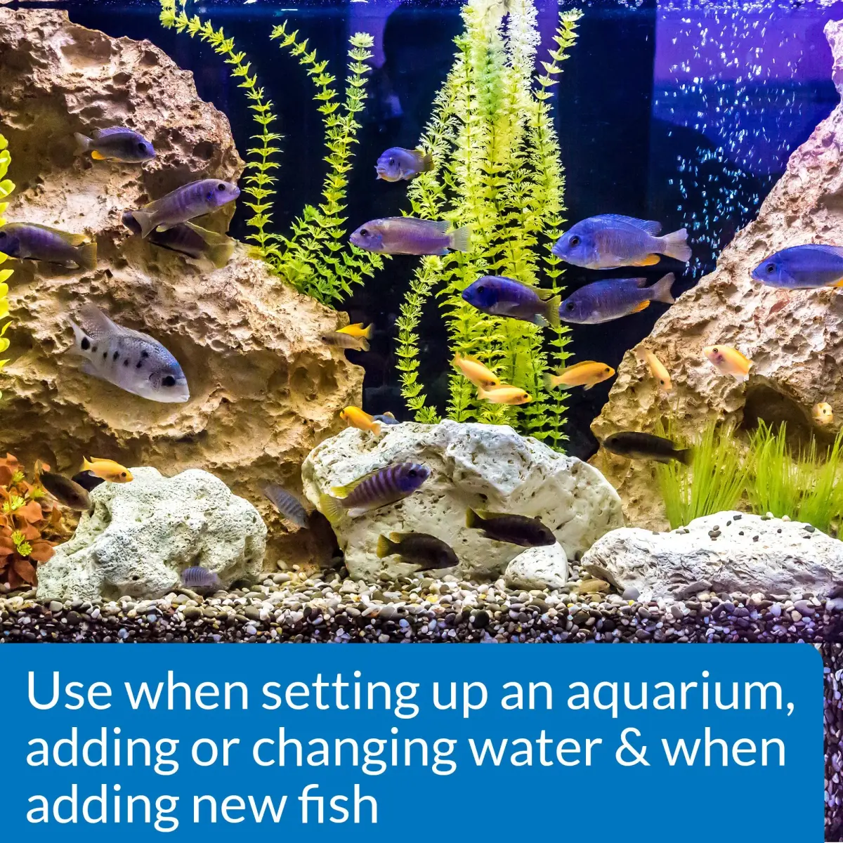 API Stress Coat Aquarium Water Conditioner 473ml (16 fl oz) | Dual-Action Formula Protects Fish - main product image