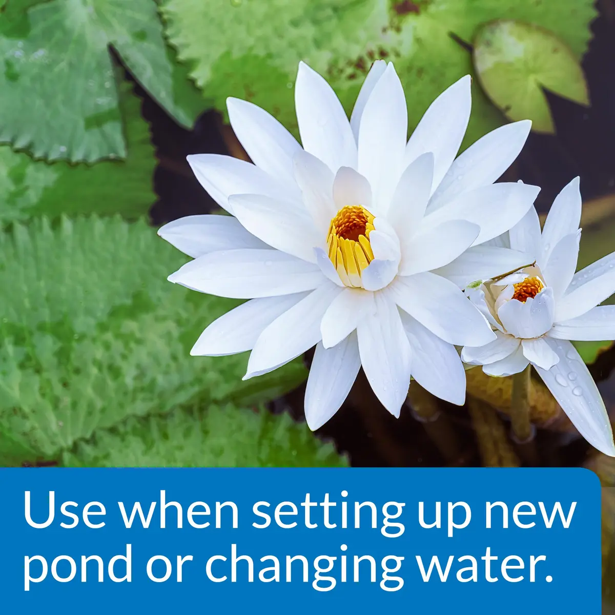 API Pond Chlorine & Heavy Metal Neutralizer 16oz | Instantly Removes Harmful Chemicals for Pond Safety - view 2