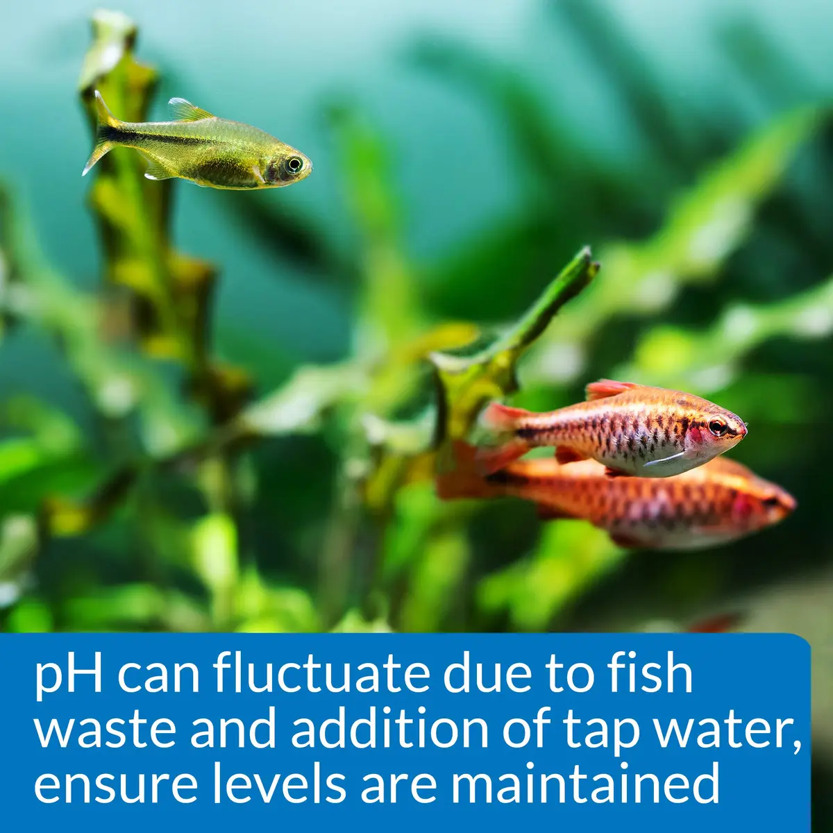 API pH TEST KIT 250-Test Freshwater Aquarium Water pH Test Kit | Easy Weekly Monitoring - view 4