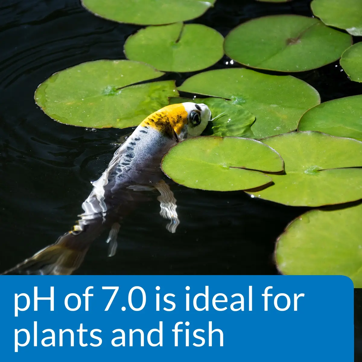 API Pond Wide Range pH Test Kit 160 Tests | Accurate Water Testing for Fish & Pond Care - view 4