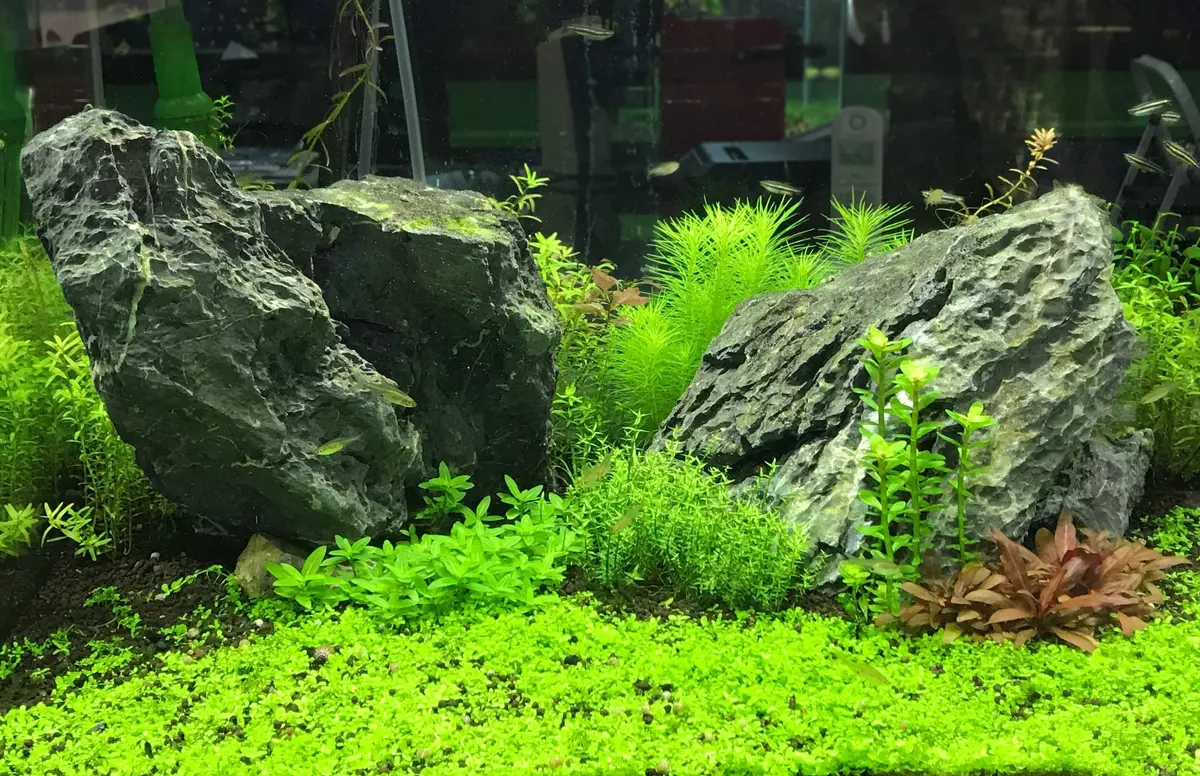 Seachem Flourish Tabs 10 ct | Aquarium Plant Fertilizer for Healthy Growth - view 4
