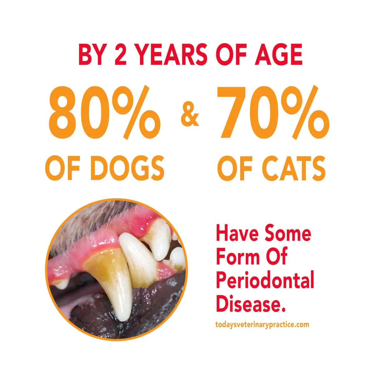 Petrodex Enzymatic Dog Toothpaste Poultry Flavor 175g (6.2 oz) | Advanced Dental Care for Dogs - view 4