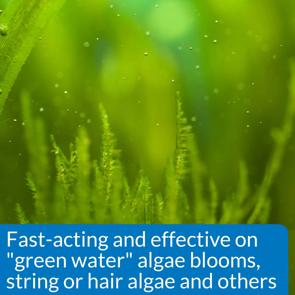 API ALGAEFIX Algae Control 118ml (4-Ounce) | Controls Green Water, String & Hair Algae - view 3