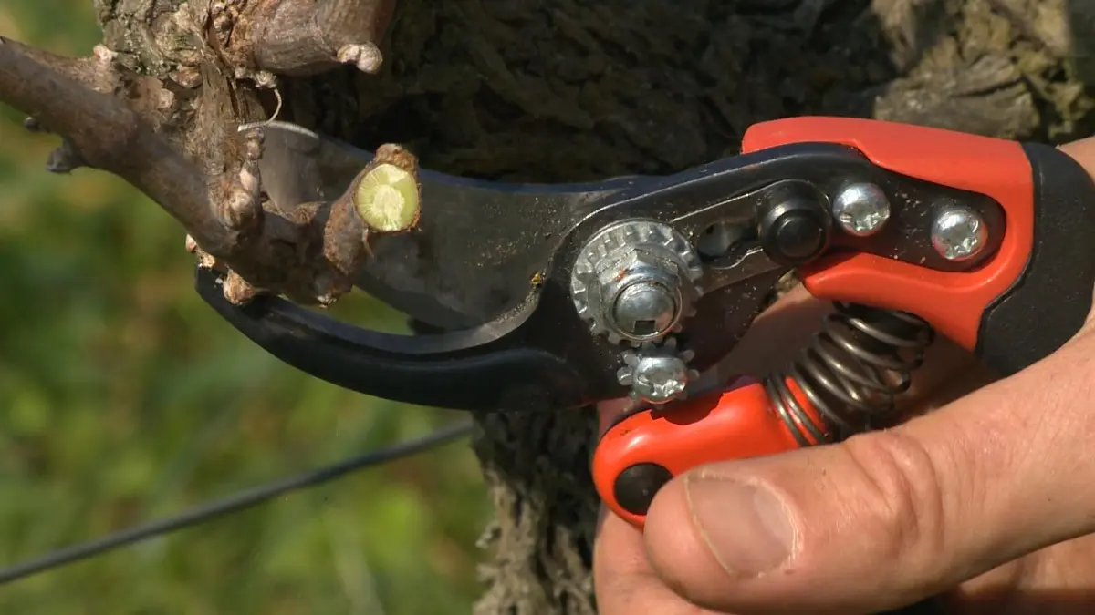 Bahco BAHPX-S2 ERGO Small Bypass Pruning Shears, 7" Length, 3/4" Cut Cap | Ergonomic Garden Shears for Precise Pruning - view 7