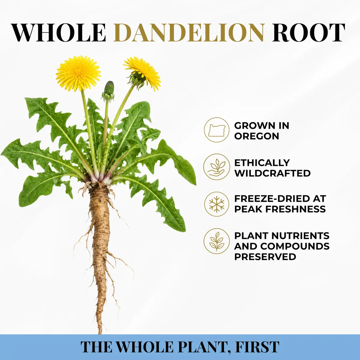 ECLECTIC INSTITUTE Dandelion Root Capsules 90 CT | Liver Detox & Digestive Support - view 5