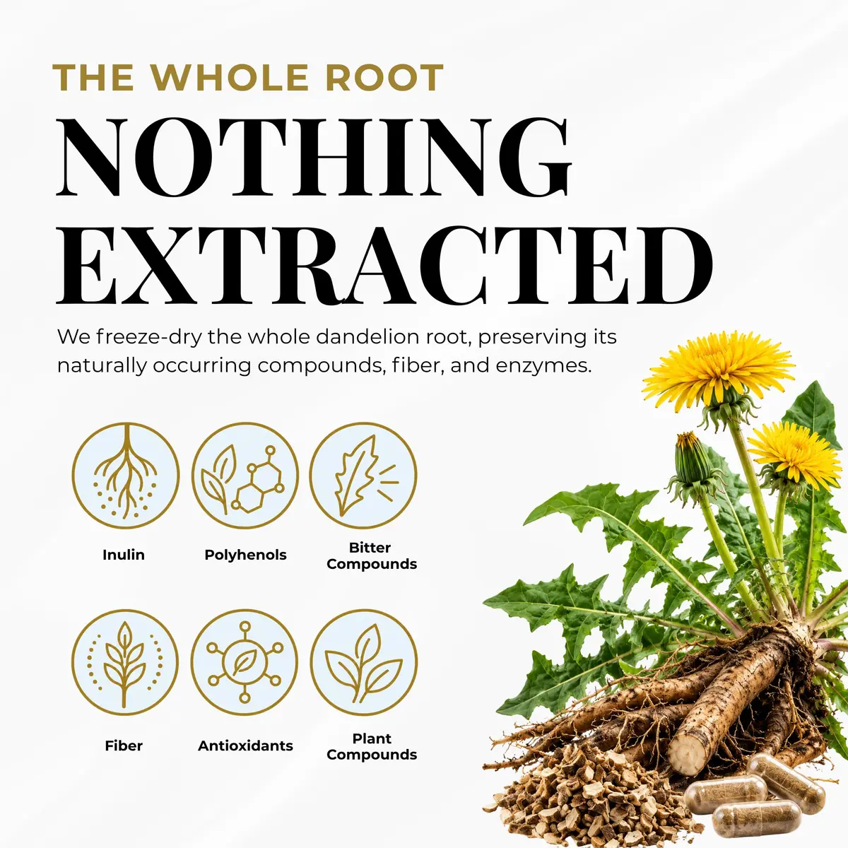 ECLECTIC INSTITUTE Dandelion Root Capsules 90 CT | Liver Detox & Digestive Support - view 4