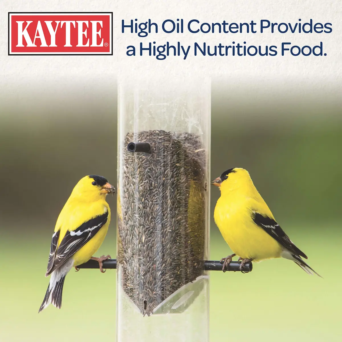 Kaytee Nyjer Thistle Seed 3 Pound | No hulls, attracts finches & small songbirds - view 5
