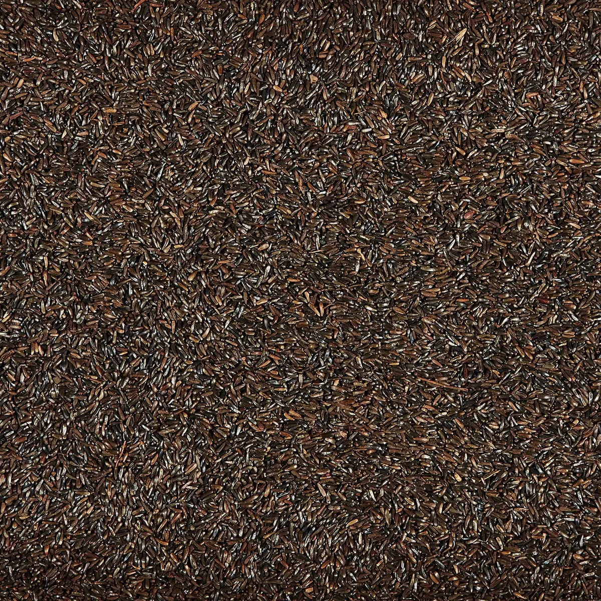 Kaytee Nyjer Thistle Seed 3 Pound | No hulls, attracts finches & small songbirds - view 4