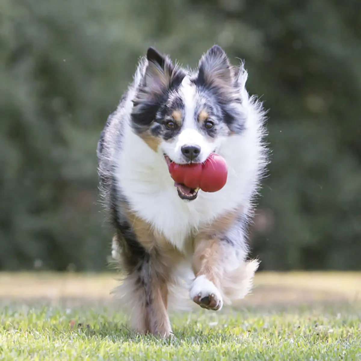 KONG Classic Stuffable Dog Toy, Natural Rubber Chew, Small Dog | Durable Treat-Filling Toy with Erratic Bounce - view 2
