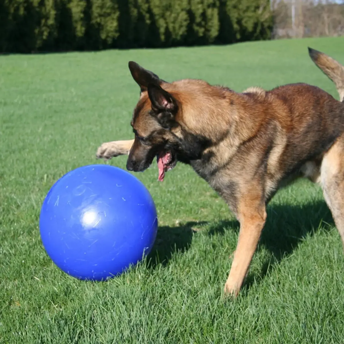 Jolly Pets Push-n-Play Ball Dog Toy 6 Inches Medium Blue | Durable Floating Fetch Toy for Energetic Dogs - view 8