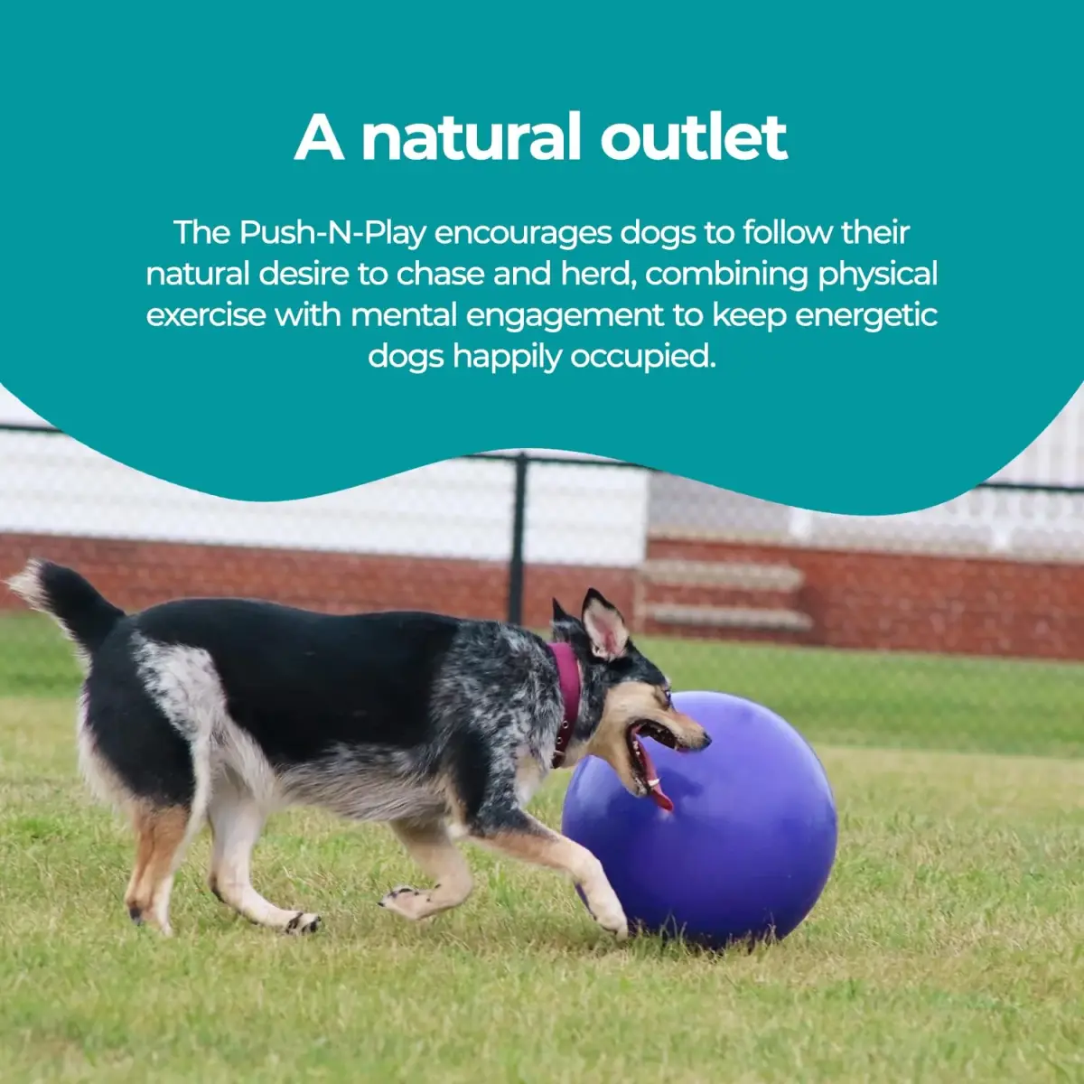 Jolly Pets Push-n-Play Ball Dog Toy 10 Inches Large Blue | Heavy Duty for Large Dogs - view 5