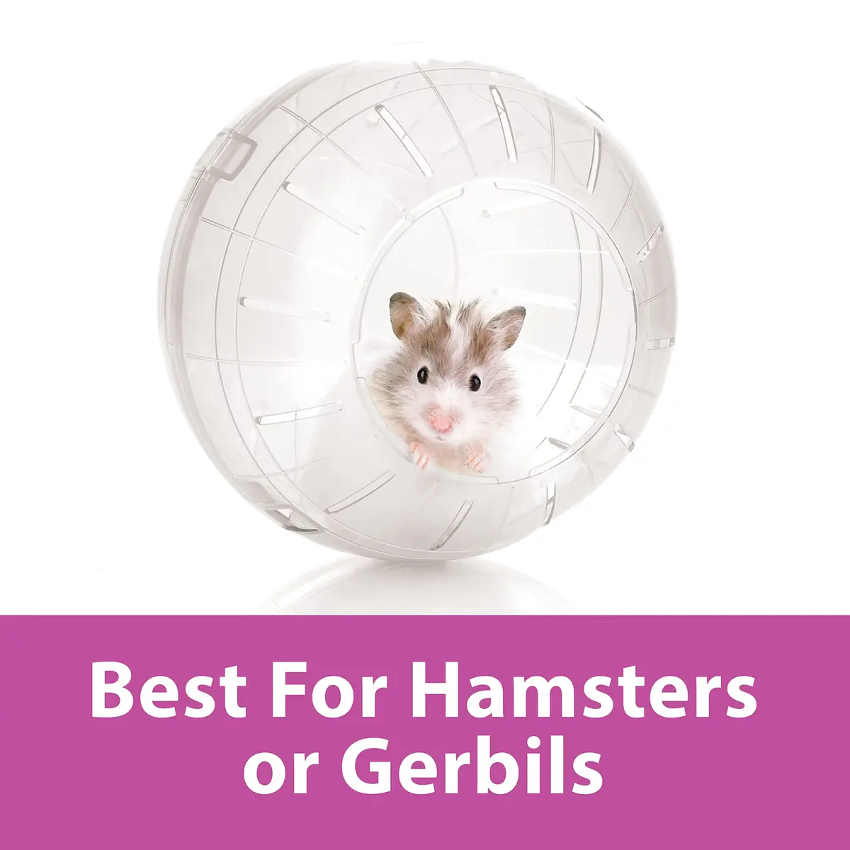 Kaytee 7" Clear Run-About Exercise Ball for Hamster & Gerbil Pets | Safe, Durable Polycarbonate, 7-Inch Diameter, Clear - view 4