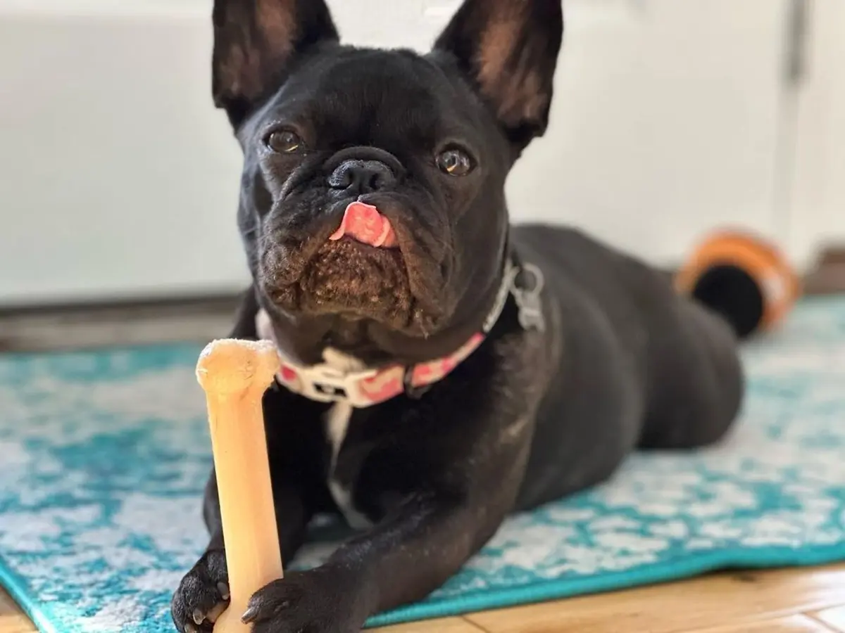 Nylabone Power Chew Original Bone Dog Chew Toy, Small, 7 in (17.8 cm) | Durable Nylon for Aggressive Chewers - view 2