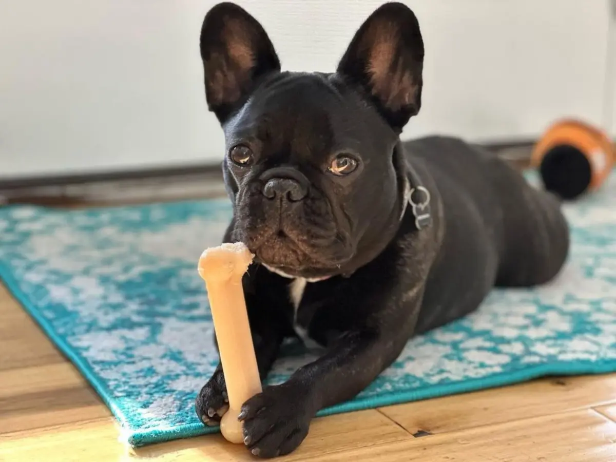 Nylabone Power Chew Original Bone Dog Chew Toy, Medium, 47g (1.66 oz) | Durable Nylon for Aggressive Chewers - view 7