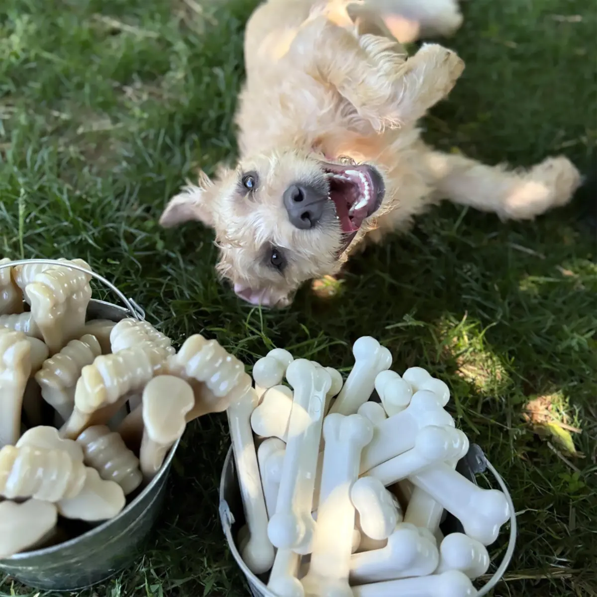 Nylabone Power Chew Original Bone Dog Chew Toy, Chicken Flavor, Small | Durable Chew Toy for Small Dogs Up to 25 lbs - view 2