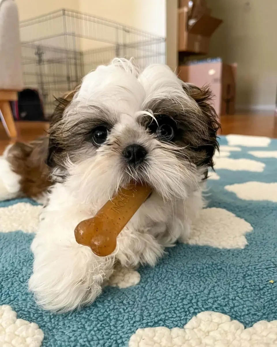 Nylabone Puppy Chew Teething Bone Dog Toy, Chicken Flavor, Medium 10.8cm (4.25in) | Soothes Gums & Teaches Chewing - view 6