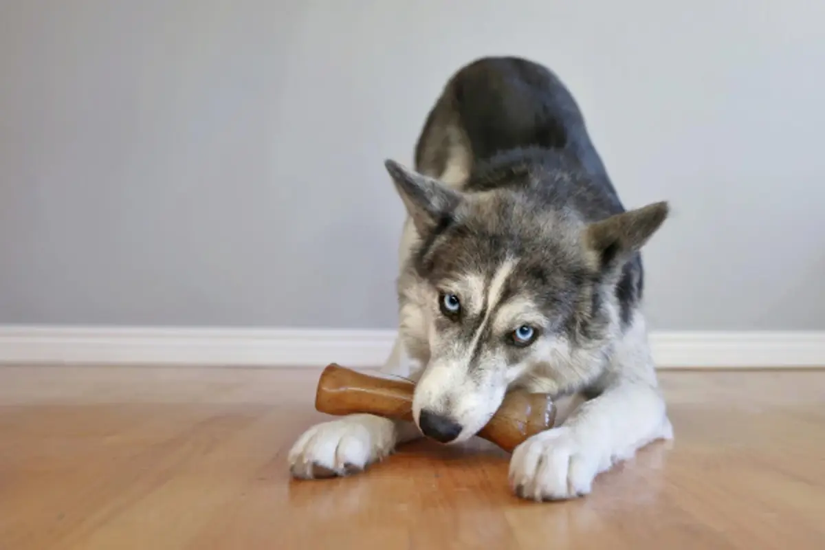 Nylabone Puppy Chew Teething Knuckle Bone Dog Chew Toy, Chicken Flavor, X-Large (0.35 lb) - view 2
