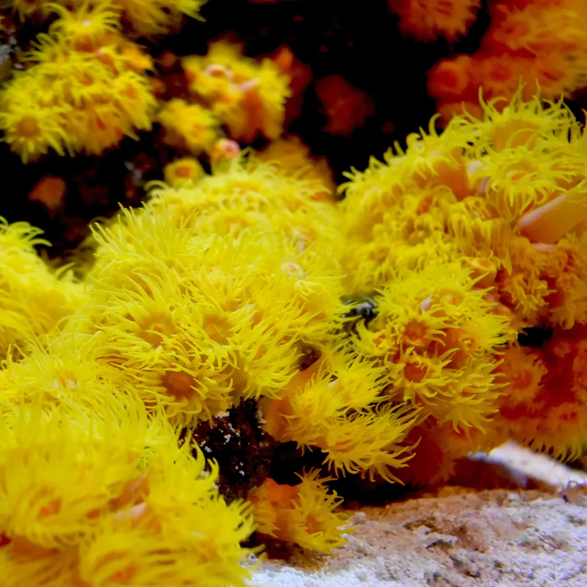 Seachem Reef Advantage Magnesium 300g | Restores Magnesium Levels in Saltwater Aquariums - view 4