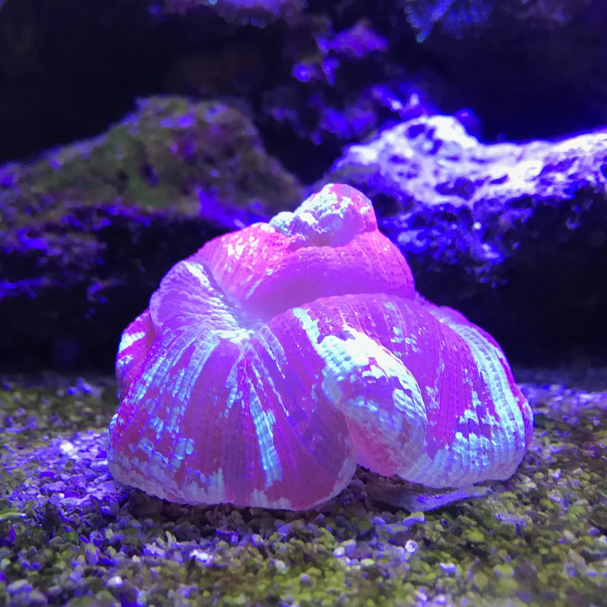 Seachem Reef Buffer 250 g / 8.8 oz | Raises pH to 8.3 & stabilizes reef systems - view 5