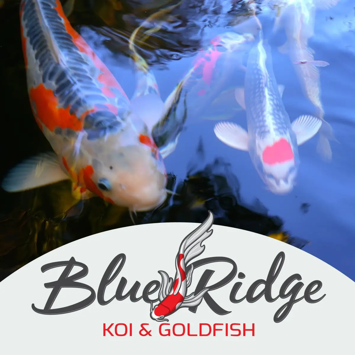 Blue Ridge Koi Fish Food Growth Formula Mini 12.56 kg (25 lb) | 36% Protein for Active Growth - view 9