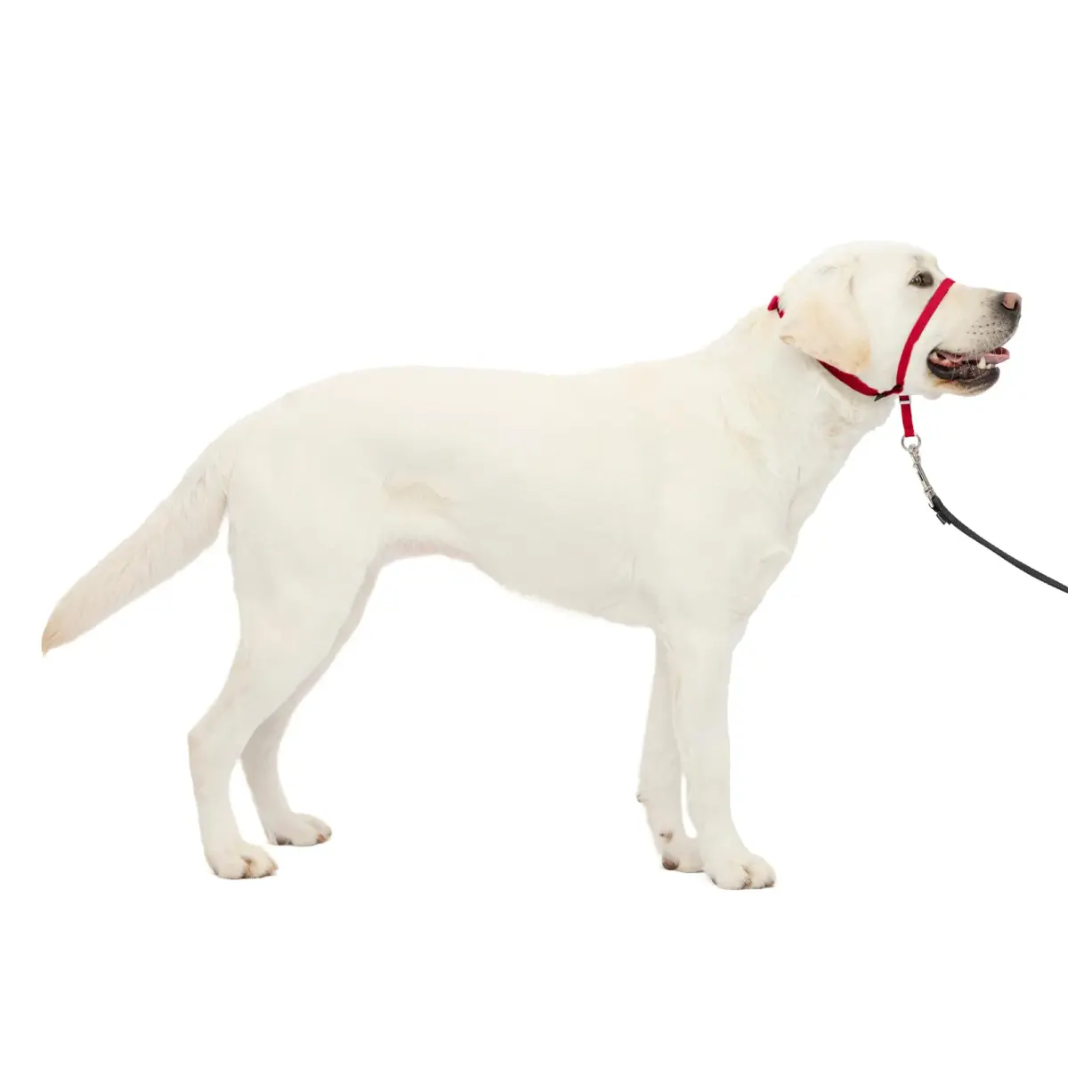 PetSafe Gentle Leader Headcollar No-Pull Dog Collar, Large Red | Helps Improve Walks - main product image