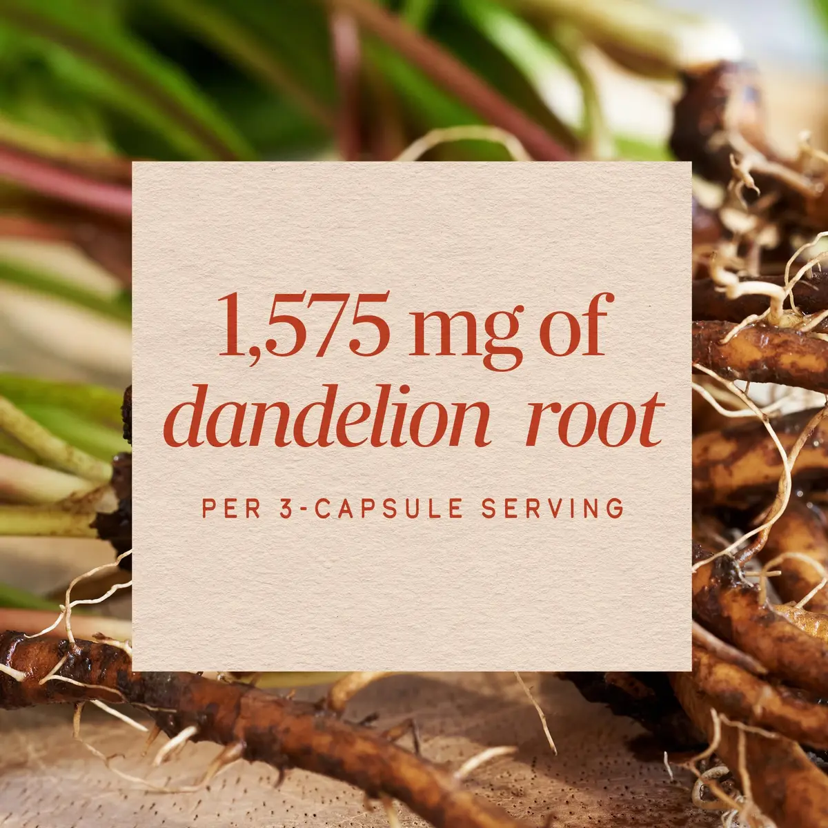 Nature's Way Dandelion Root Capsules 180 Count | Traditional Diuretic Herb - view 4