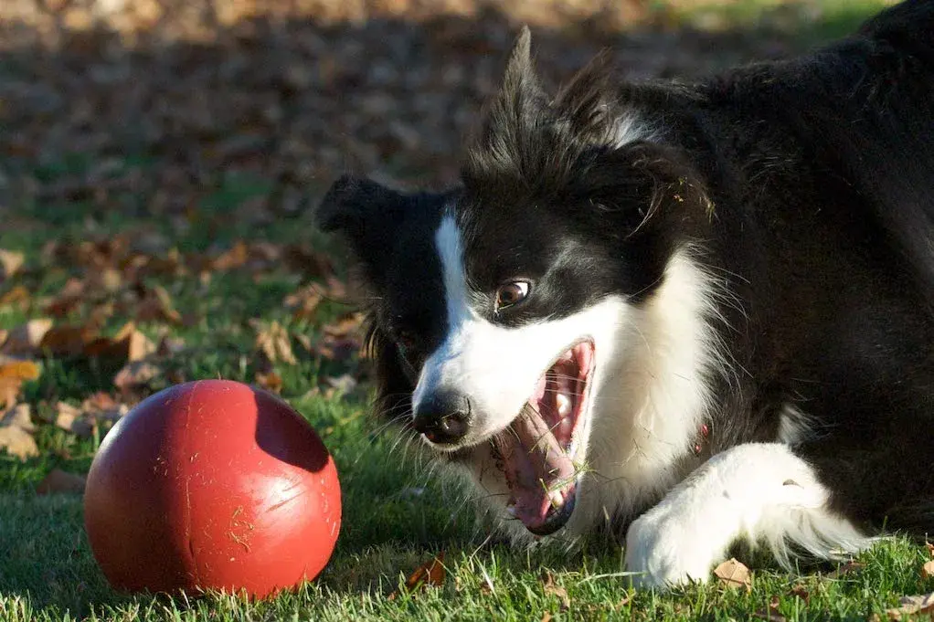 Jolly Pets Push-n-Play Ball Dog Toy 6 Inches/Medium Red | Durable Floating Fetch Toy for Medium Dogs - view 2