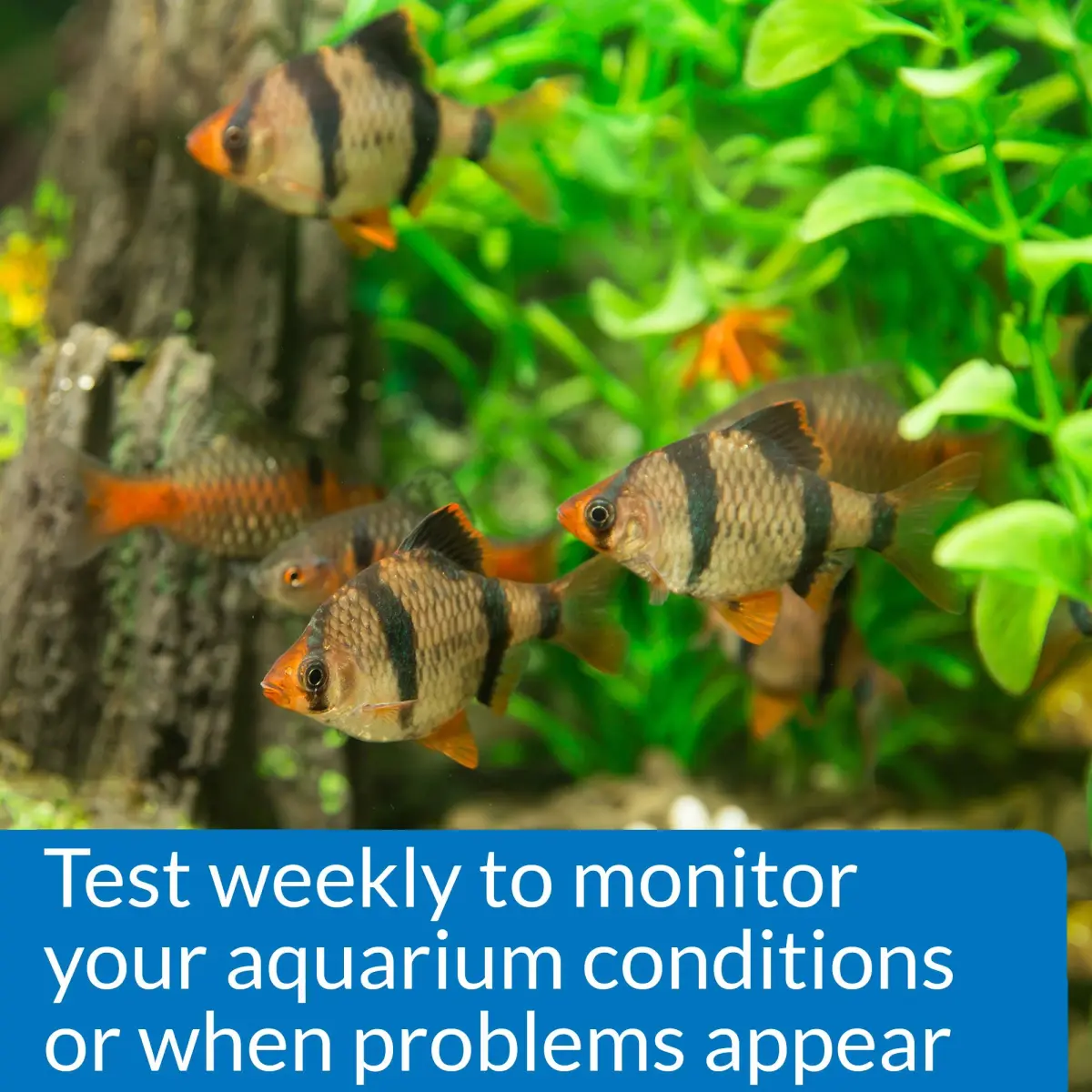 API Phosphate Test Kit 150-Test 1893 ml (64 Fl Oz) | Monitors PO4 Levels in Freshwater & Saltwater Aquariums - view 4