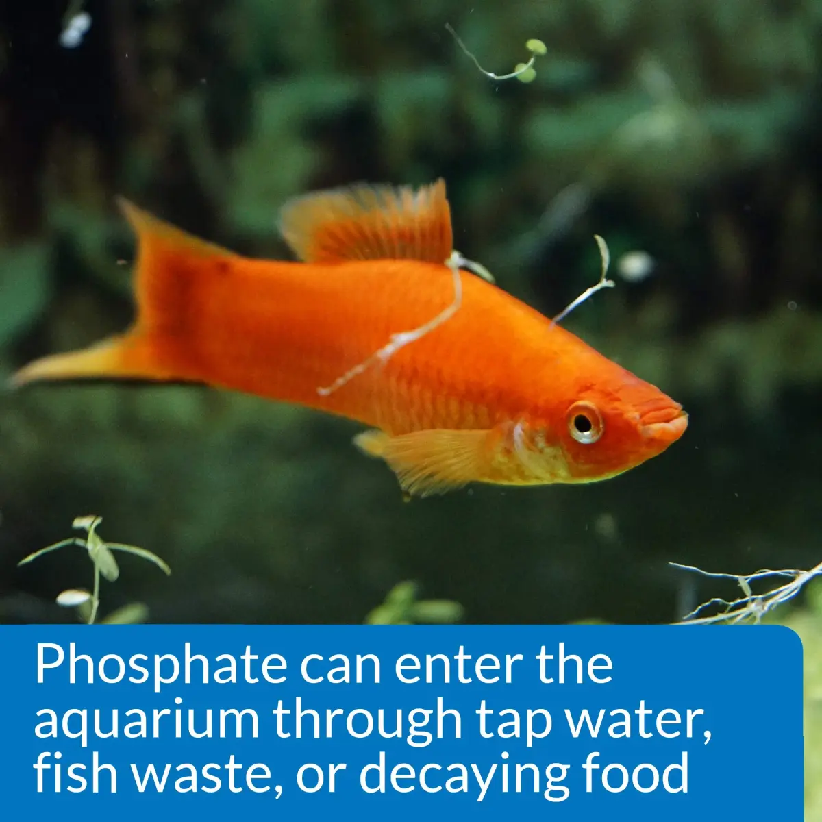 API Phosphate Test Kit 150-Test 1893 ml (64 Fl Oz) | Monitors PO4 Levels in Freshwater & Saltwater Aquariums - view 5