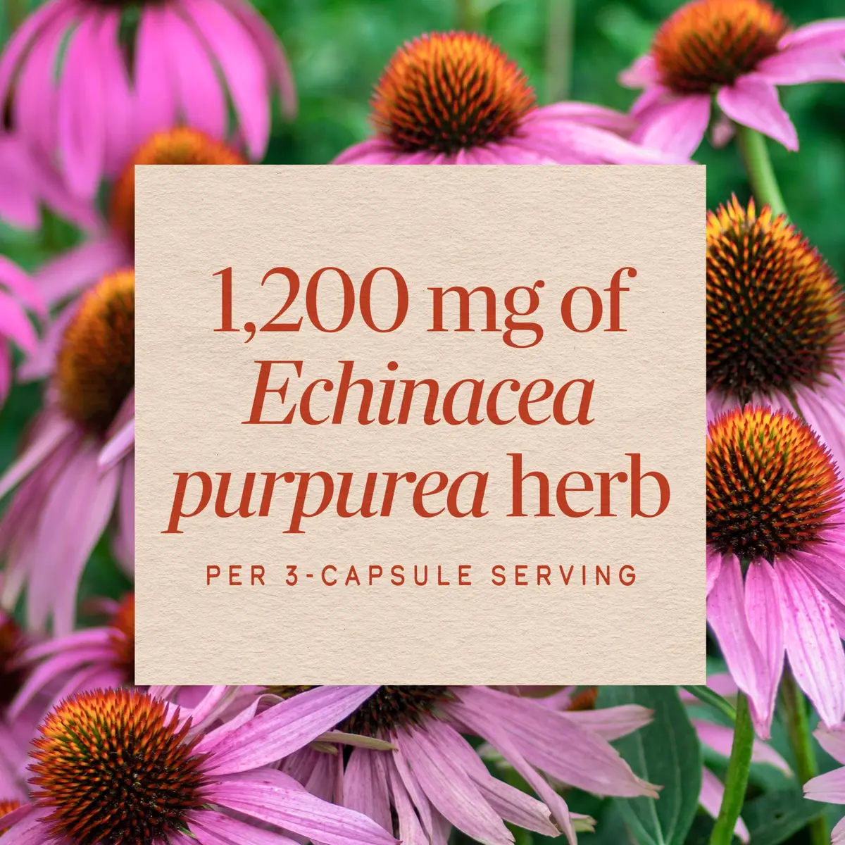 Nature's Way Echinacea Purpurea Herb Capsules 180ct | 1200 mg per Serving for Immune Support - view 4