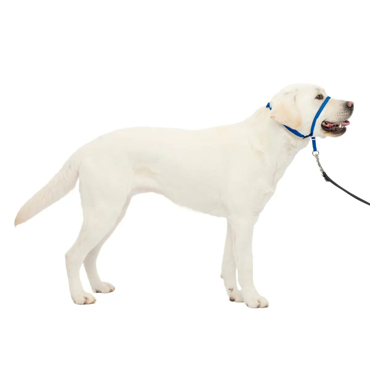 PetSafe Gentle Leader No Pull Dog Headcollar, Royal Blue, Large | Veterinary-Designed Dog Training Aid - main product image