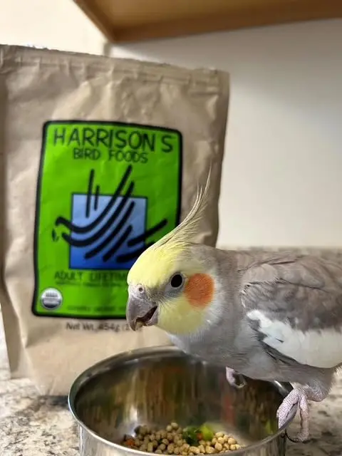Harrison's Bird Foods Adult Lifetime Fine Certified Organic Non-GMO Formula Bird Food 454g (1lb) | Year-Round Maintenance Nutrition - view 3