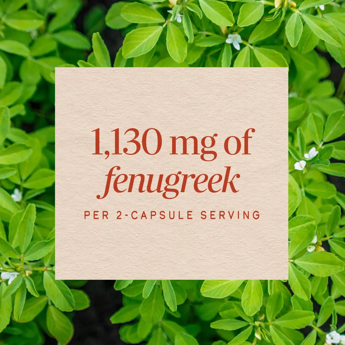 Nature's Way Fenugreek Seed Capsules 180 Count | Traditional Lactation & Digestion Support - view 4