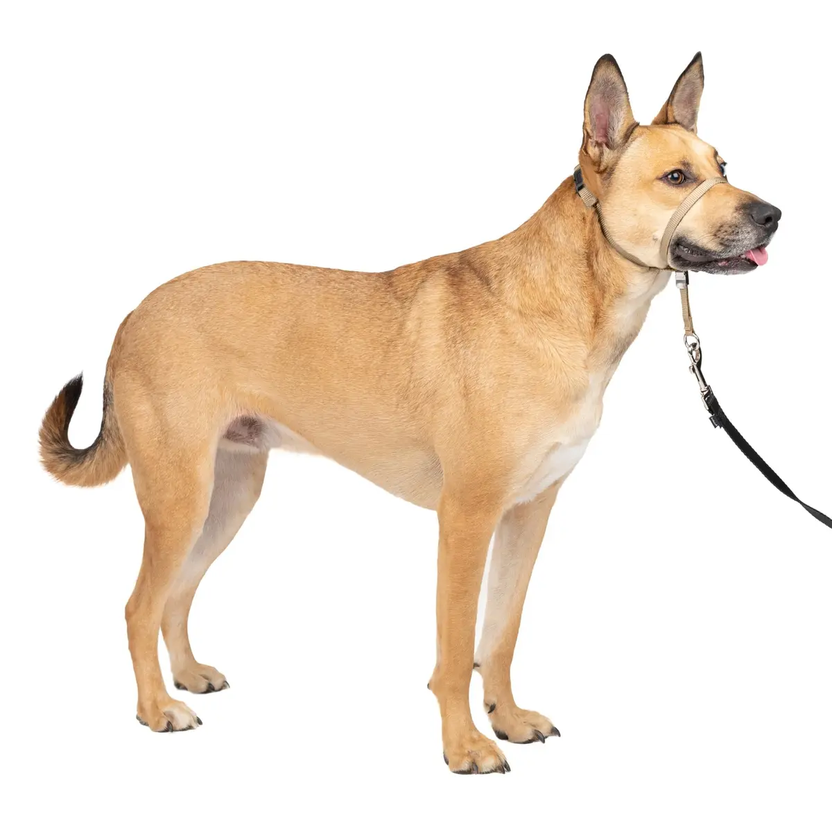 PetSafe Gentle Leader No Pull Dog Headcollar, Fawn, Medium | Veterinary-Designed, Adjustable, Comfort Fit - main product image