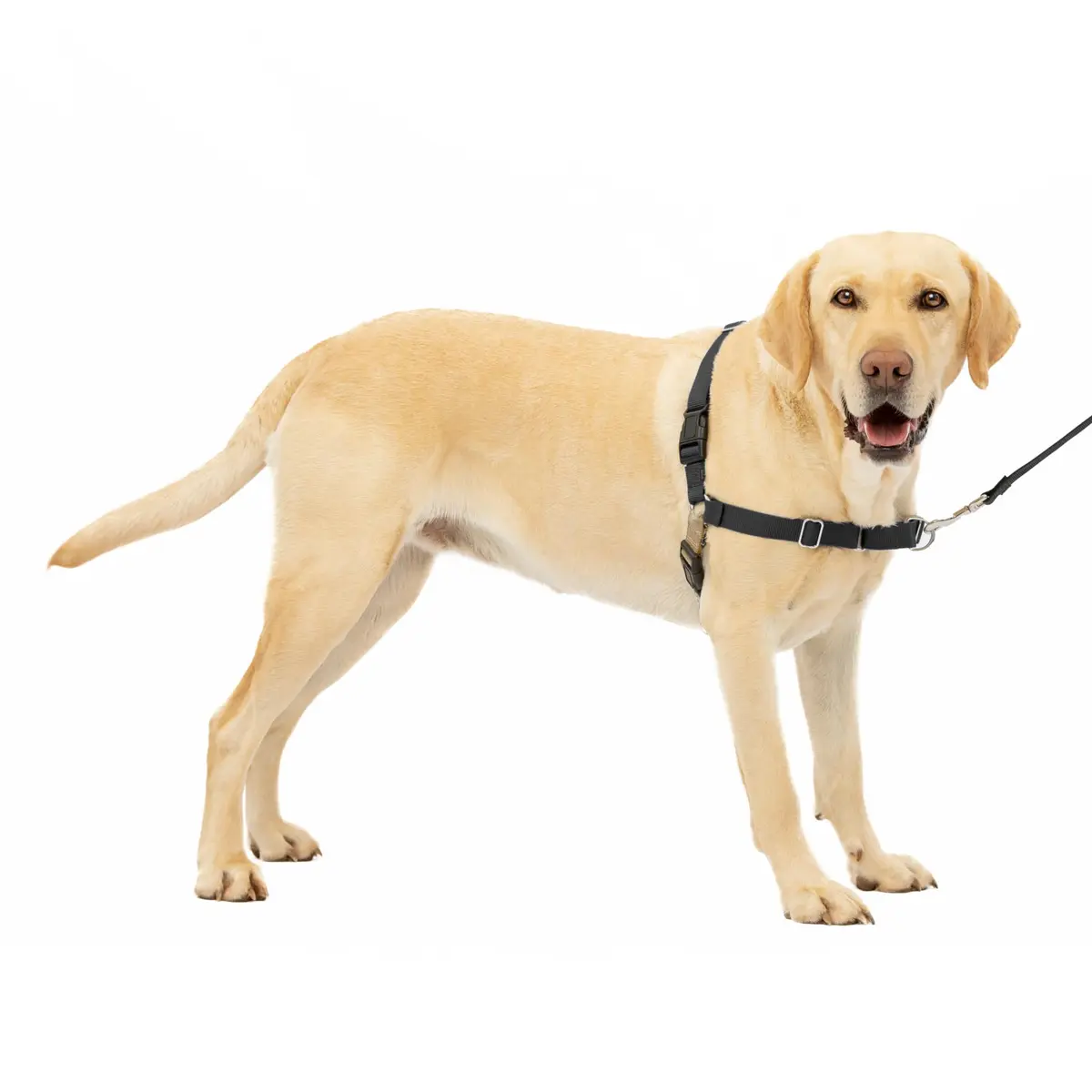 PetSafe Easy Walk Harness for Dogs Large | Pull-Free Control with Adjustable Comfort (70-120 chars) - main product image