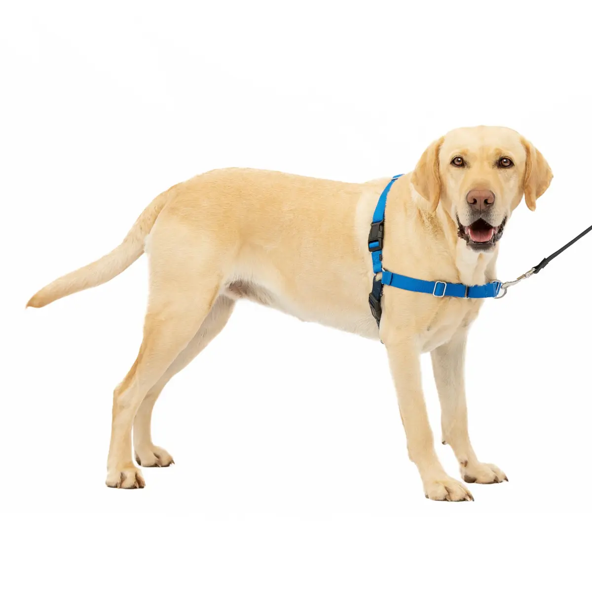PetSafe Easy Walk Harness, No Pull Dog Harness, Royal Blue, Large | Lightweight, Breathable & Durable - main product image