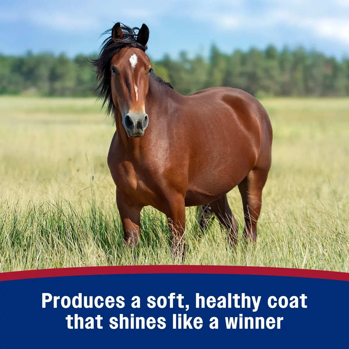 Farnam Laser Sheen Dazzling Shine & Detangler Concentrate for Horses 12 oz | Radiant Showring Shine & Mane Detangler - view 7