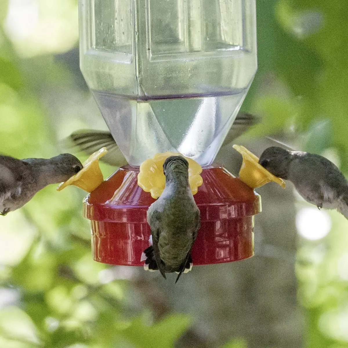 Perky-Pet 201 Lantern Hummingbird Feeder 532ml (18 oz) Red | Attracts Multiple Birds - view 5