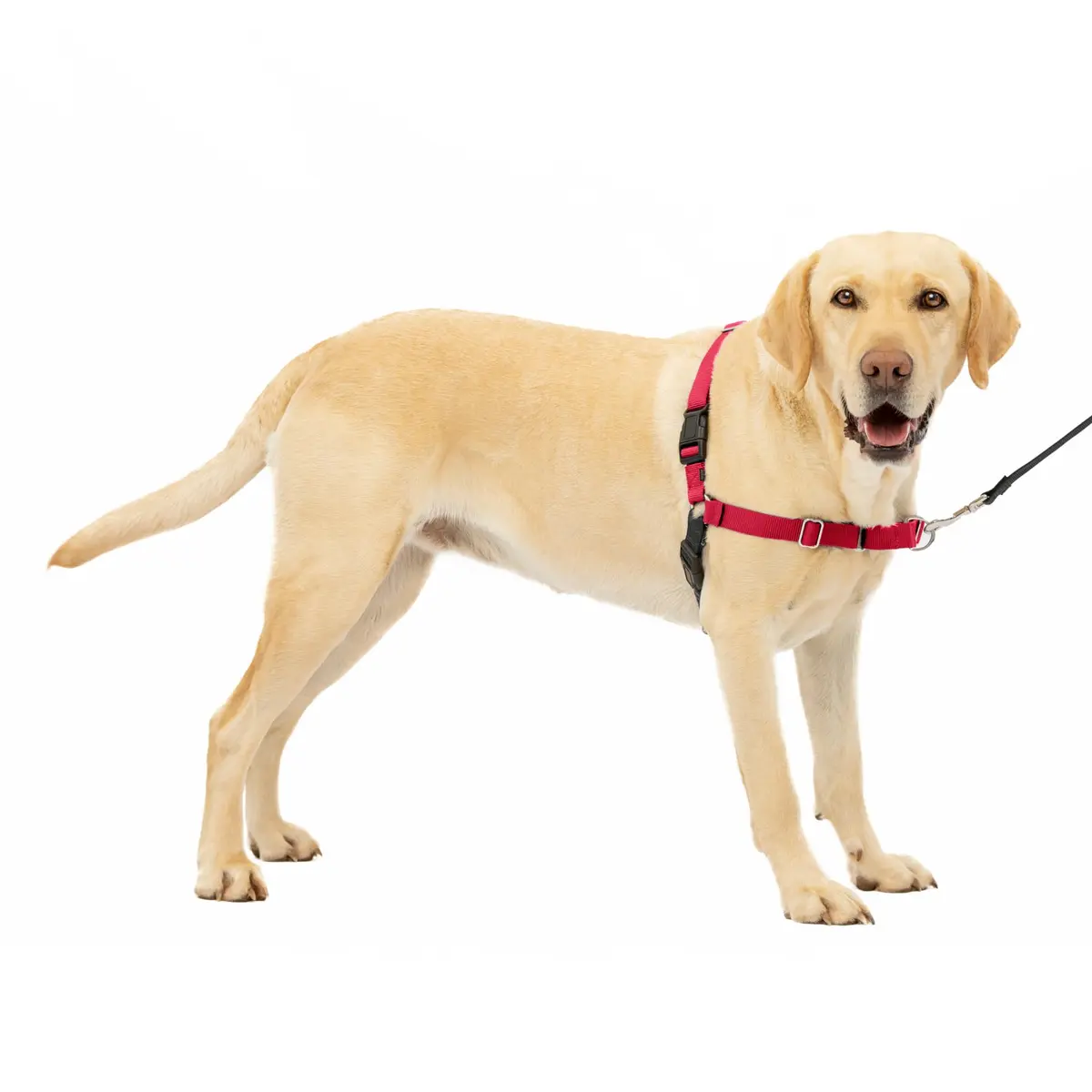PetSafe Easy Walk Harness for Dogs - Pull-Free Walks - Breathable, Large, Red/Black | Patented Martingale Loop Design - main product image