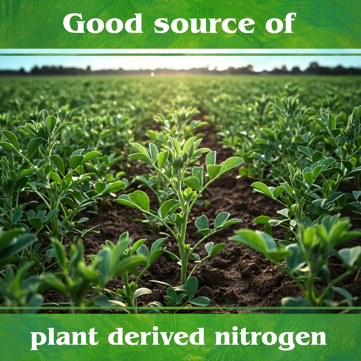 Down To Earth All Natural Fertilizers Organic Alfalfa Meal 4 lb | Organic Soil Conditioner & Plant Growth Support - view 7