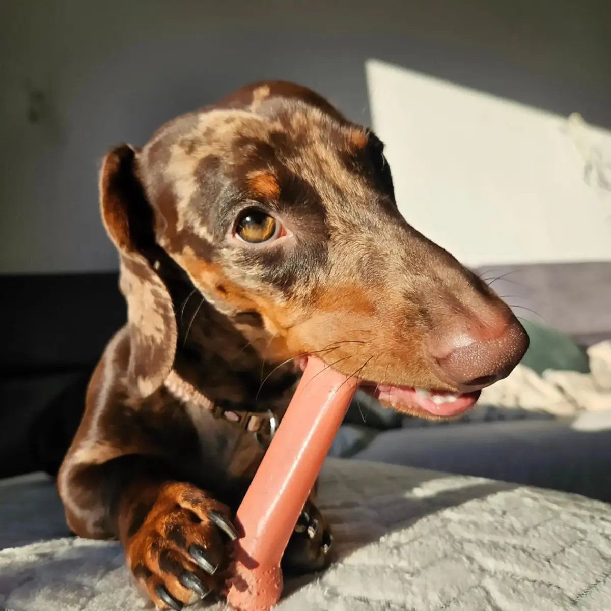 Nylabone Power Chew Classic Bone Dog Toy, Bacon Flavor, Medium (170g / 6oz) | Durable Chew Toy for Aggressive Chewers - view 2