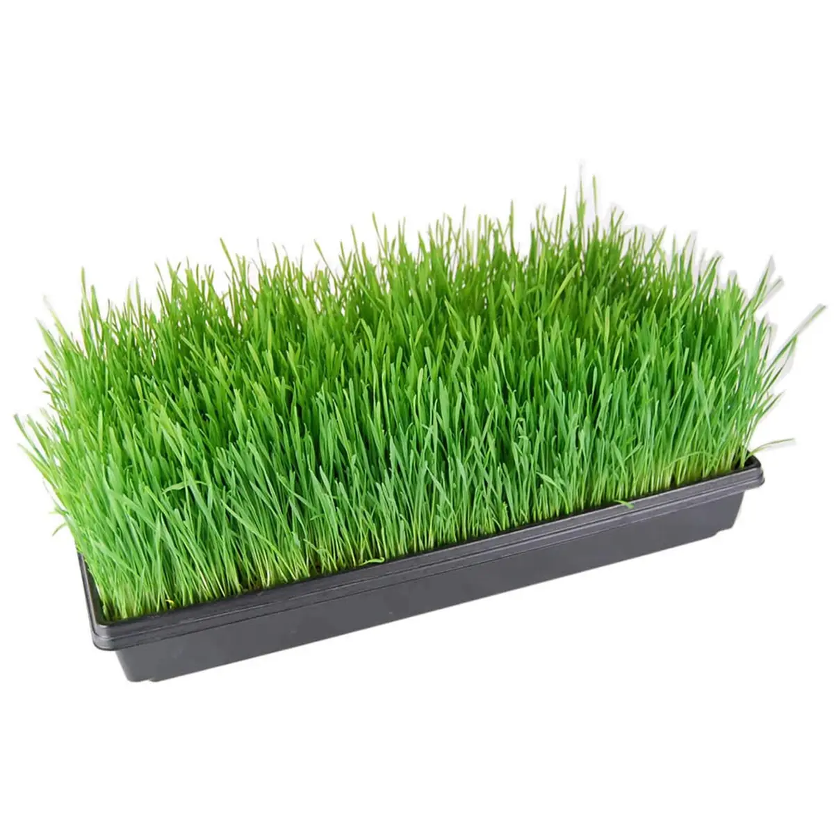 Living Whole Foods 5 Pack of Durable Black Plastic Growing Trays 21" x 11" x 2" | Reusable, Drain Holes for Seedlings & Wheatgrass - view 3