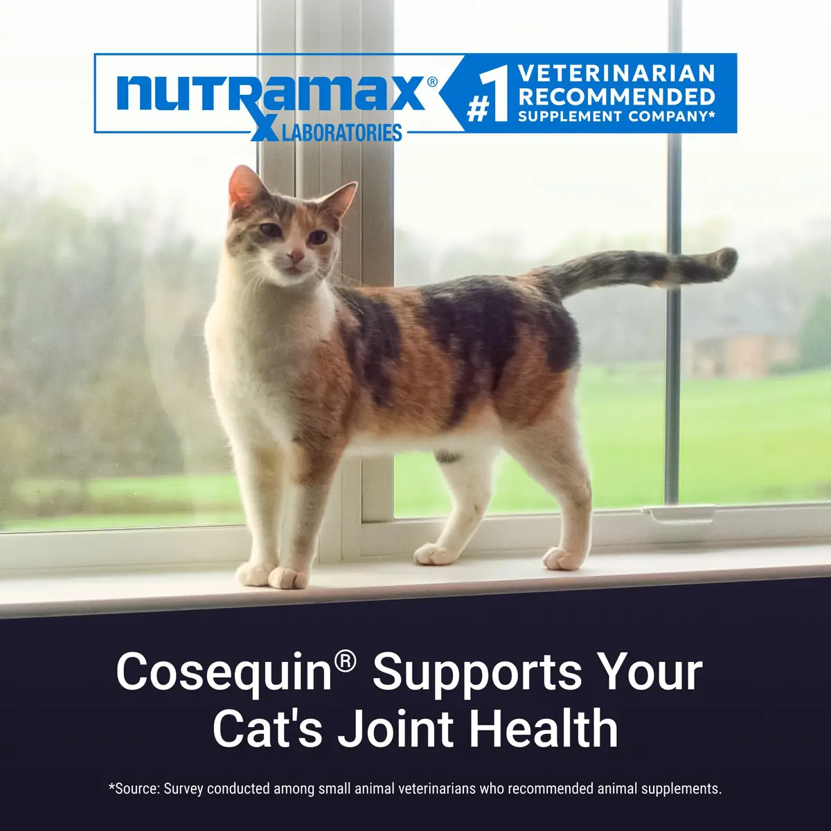 Cosequin Joint Supplement for Cats, Easy Sprinkle Capsule 80ct | Vet-Recommended USA Import for Joint Health - view 3